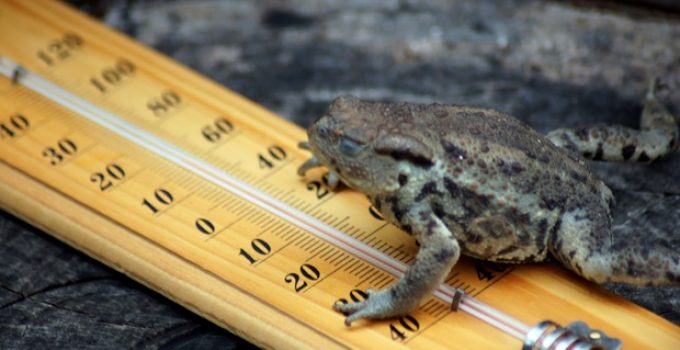 Are frogs cold-blooded?