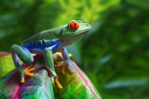 Do Frogs Hibernate? 🐸The Fascinating Winter World of Frogs