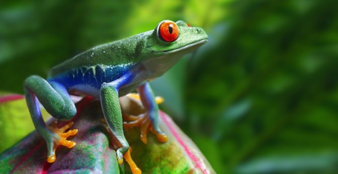 Do frogs hibernate?