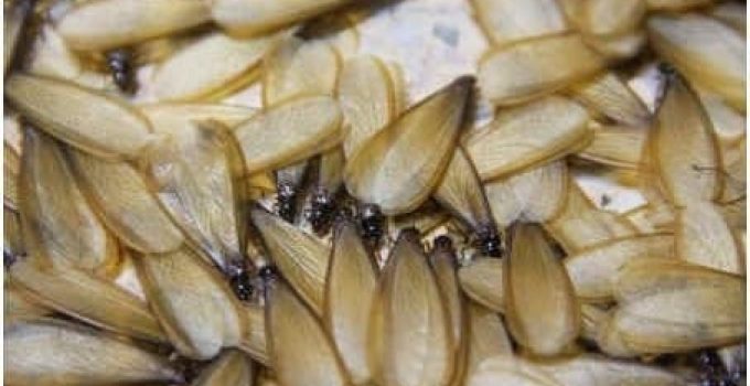Alates