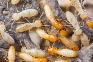 Termite Prevention: 🐜How to Keep Your Home Off Their Menu