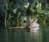 Can Deer Swim?