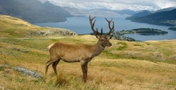 Male deer with antlers in a field with a lake and mountains in the background