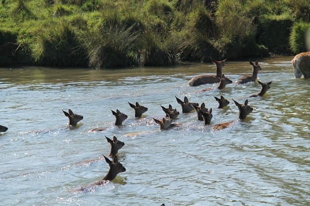 A Herd of Female Red Deer Swimming In a Lake.