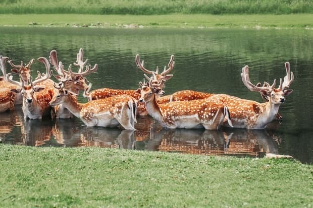 Large group of fallow deer resting in pond water on summer. Herd animals dama dama swim chill in river on hot day. Wildlife beauty in nature.