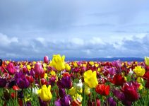Are Tulips Perennials? | Tulips Growing Guides