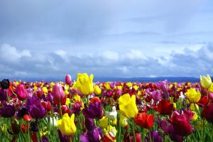 Are Tulips Perennials? | Tulips Growing Guides