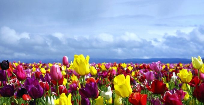 Are Tulips Perennials