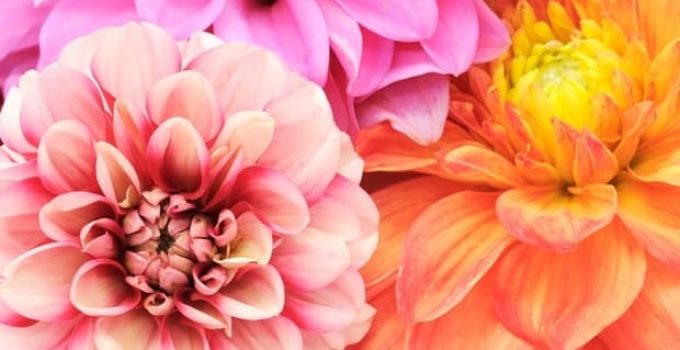 Beautiful Multicolored Dahlias Cloes-up
