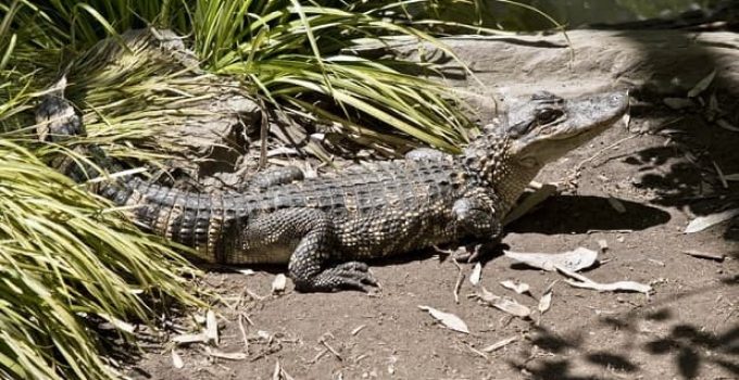 this is a side view of an American alligator
