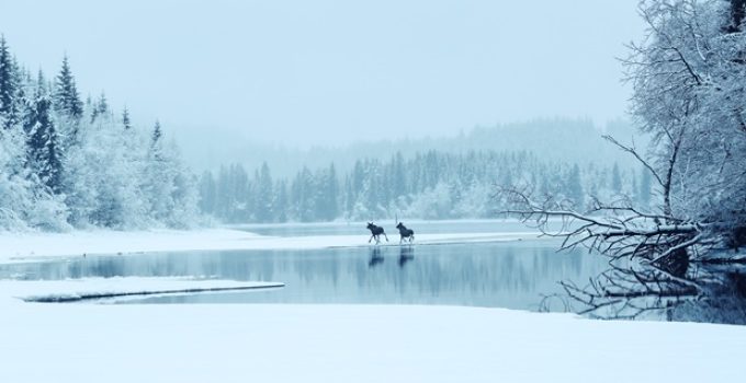 Do moose hibernate or migrate?