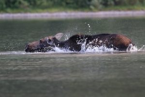Can Moose Swim? 🫎Explore the Exceptional Swimming Behaviors of the American Moose