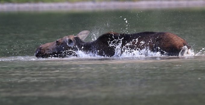 Can moose swim?