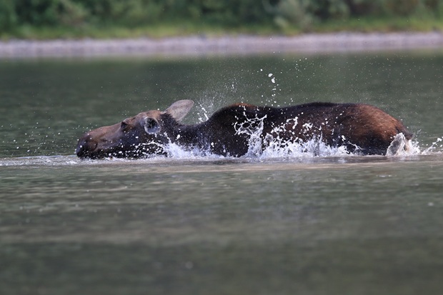 Can moose swim?