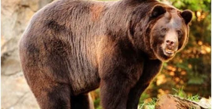 An enornous Alaskan brown bear (grizzly) staring at the camera with killer looks