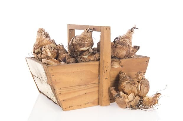 Wooden harvest basket for the garden full with daffodil flower bulbs isolated over white background