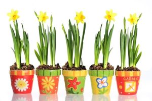 Are Daffodils Poisonous? Yes, They Are!