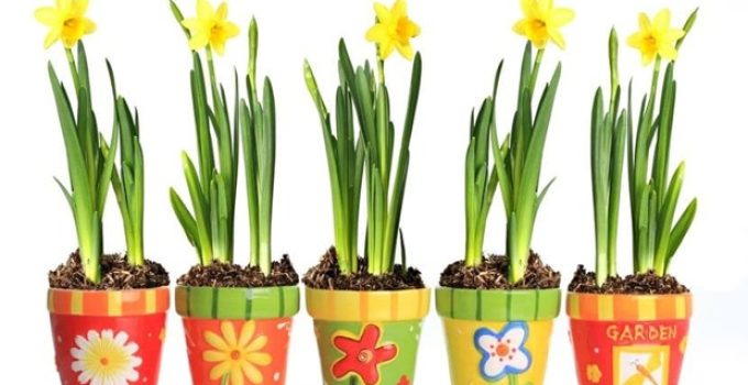daffodils in painted pots closeup with white background