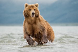 Do Moose Have Predators? 🫎Meet the Animals Brave Enough to Take Them On