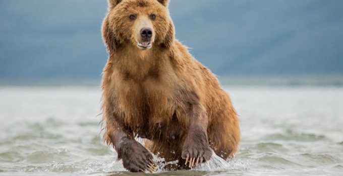 Do moose have predators?