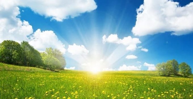 Field with yellow dandelions and blue sky