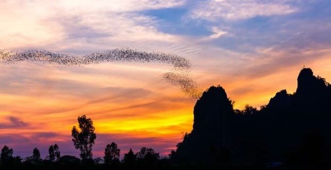 A lot of bats flying out of the cave to forage at Noen Maprang district, Phitsanulok, Thailand bats at sunset