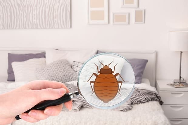 Woman with magnifying glass detecting bed bug in bedroom