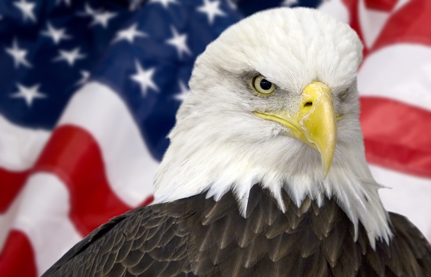 Bald eagle head in front of an American flag background