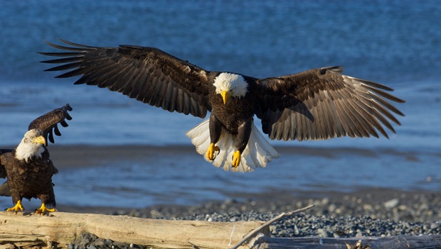 Bald eagle landing on beach