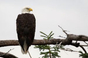 Are Bald Eagles Endangered? 🦅Explore Their Surprising Comeback