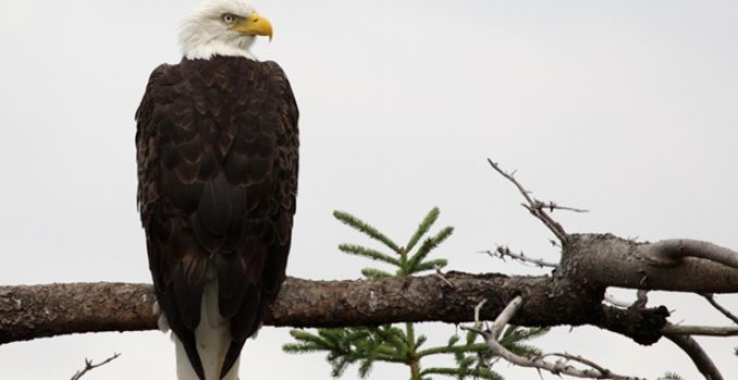 Are eagles endangered?