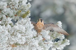 Where Do Falcons Sleep? 🪶Roosting Habits of Nature’s Aerial Predators
