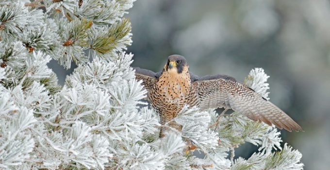 Where Do Falcons Sleep?
