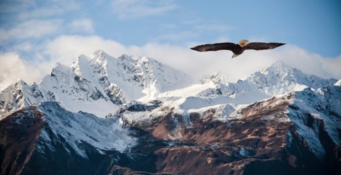 Where do eagles live?