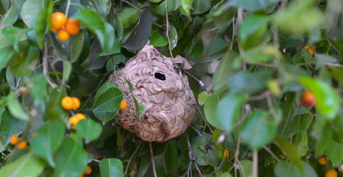 Do bees sleep?