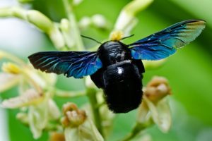 Do All Bees Sting? 🐝 Discover Which Ones Don’t Bite Back