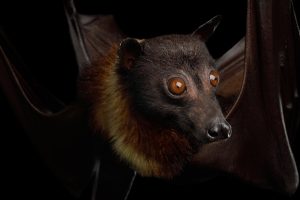 Can Bats See in the Dark? 🦇Discover How They Navigate at Night