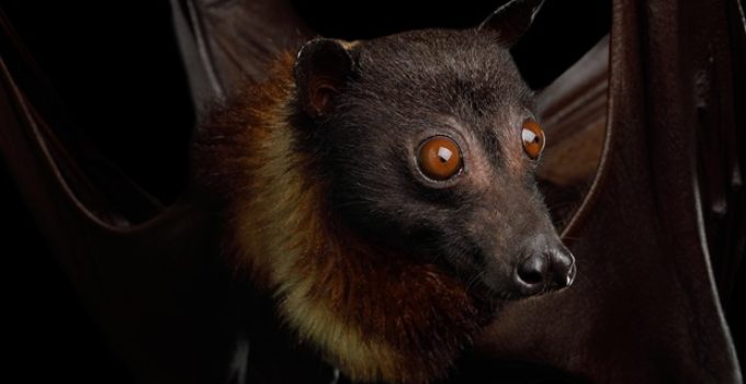 Can bats see in the dark?