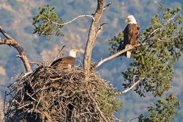 A huge eagle nest with two bald eagles