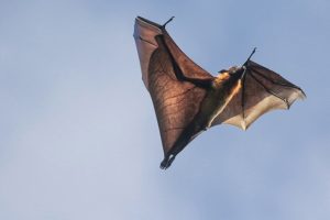 Are Bats Mammals or Birds? 🦇Why Looks Can Be Deceiving