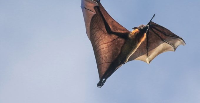 Are bats mammals or birds?