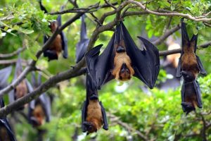 Do Bats Live in Trees? 🦇Exploring Their Forest Habits