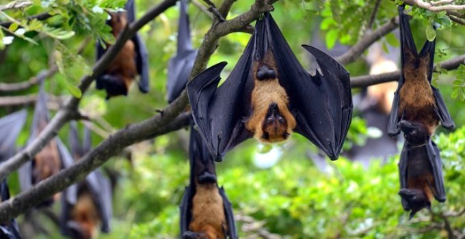 Do bats live in trees?