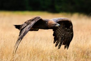 Can Eagles See in Color? 🦅Unlocking Their Spectacular Vision