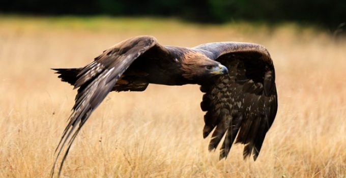 Can eagles see in color?