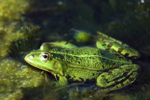Can Frogs Hear? 🐸 The Science of Amphibian Ears and Sound Perception