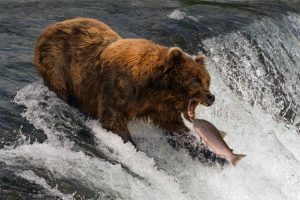 What Do Bears Eat? 🐻A Species-by-Species Guide to the Bear Diet