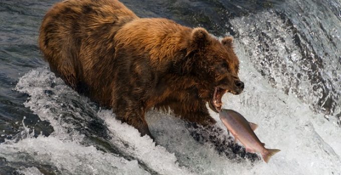What do bears eat?