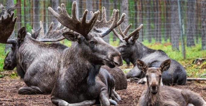 What do you call a group of moose?