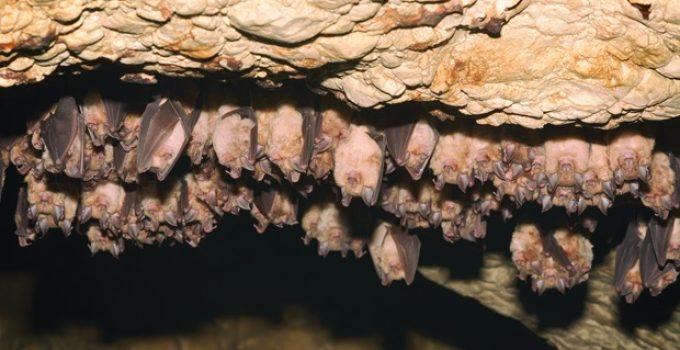 Do bats hibernate?